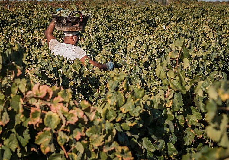 La superficie de cava en la denominación de origen se congela para los próximos tres años